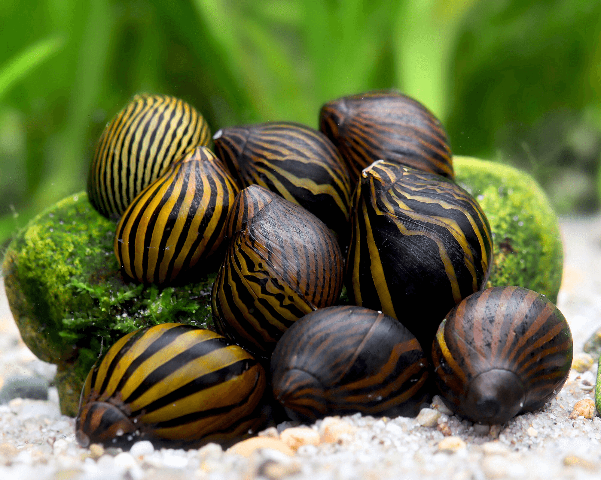 10 Best Aquarium Snails for Your Planted Tank